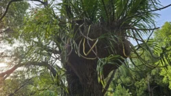 Kent Ridge Park Svg+xml,%3Csvg%20xmlns%3D%22http%3A%2F%2Fwww.w3