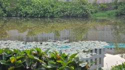 Kent Ridge Park Svg+xml,%3Csvg%20xmlns%3D%22http%3A%2F%2Fwww.w3