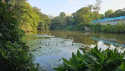 Kent Ridge Park Svg+xml,%3Csvg%20xmlns%3D%22http%3A%2F%2Fwww.w3