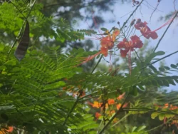 Mount Faber Park Svg+xml,%3Csvg%20xmlns%3D%22http%3A%2F%2Fwww.w3