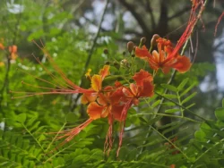 Mount Faber Park Svg+xml,%3Csvg%20xmlns%3D%22http%3A%2F%2Fwww.w3