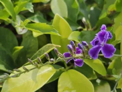 Mount Faber Park Svg+xml,%3Csvg%20xmlns%3D%22http%3A%2F%2Fwww.w3