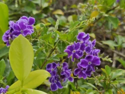 Mount Faber Park Svg+xml,%3Csvg%20xmlns%3D%22http%3A%2F%2Fwww.w3