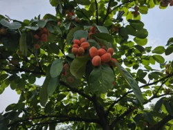 Mount Faber Park Svg+xml,%3Csvg%20xmlns%3D%22http%3A%2F%2Fwww.w3