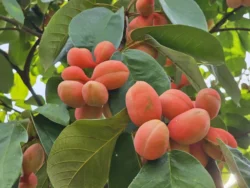 Mount Faber Park Svg+xml,%3Csvg%20xmlns%3D%22http%3A%2F%2Fwww.w3