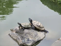 Toa Payoh Town Park (Closed) Svg+xml,%3Csvg%20xmlns%3D%22http%3A%2F%2Fwww.w3