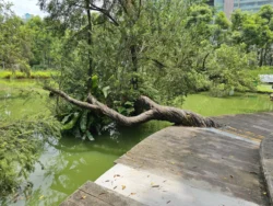 Toa Payoh Town Park (Closed) Svg+xml,%3Csvg%20xmlns%3D%22http%3A%2F%2Fwww.w3