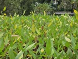 Toa Payoh Town Park (Closed) Svg+xml,%3Csvg%20xmlns%3D%22http%3A%2F%2Fwww.w3