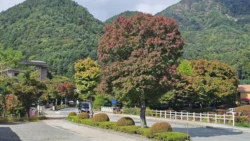 Lake Kawaguchi Maple Corridor Svg+xml,%3Csvg%20xmlns%3D%22http%3A%2F%2Fwww.w3