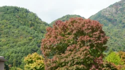 Lake Kawaguchi Maple Corridor Svg+xml,%3Csvg%20xmlns%3D%22http%3A%2F%2Fwww.w3