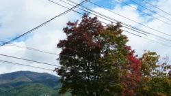 Lake Kawaguchi Maple Corridor Svg+xml,%3Csvg%20xmlns%3D%22http%3A%2F%2Fwww.w3