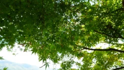 Lake Kawaguchi Maple Corridor Svg+xml,%3Csvg%20xmlns%3D%22http%3A%2F%2Fwww.w3