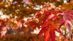 Lake Kawaguchi Maple Corridor Svg+xml,%3Csvg%20xmlns%3D%22http%3A%2F%2Fwww.w3