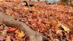 Lake Kawaguchi Maple Corridor Svg+xml,%3Csvg%20xmlns%3D%22http%3A%2F%2Fwww.w3