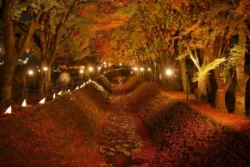 Lake Kawaguchi Maple Corridor Svg+xml,%3Csvg%20xmlns%3D%22http%3A%2F%2Fwww.w3