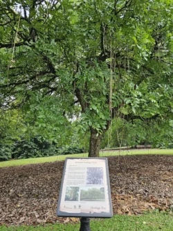 Singapore Botanic Gardens Svg+xml,%3Csvg%20xmlns%3D%22http%3A%2F%2Fwww.w3