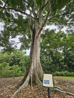 Singapore Botanic Gardens Svg+xml,%3Csvg%20xmlns%3D%22http%3A%2F%2Fwww.w3