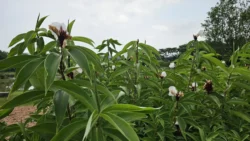 Sengkang Riverside Park Svg+xml,%3Csvg%20xmlns%3D%22http%3A%2F%2Fwww.w3