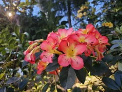 Avatar - The Experience Svg+xml,%3Csvg%20xmlns%3D%22http%3A%2F%2Fwww.w3