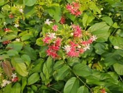 Singapore Botanic Gardens Svg+xml,%3Csvg%20xmlns%3D%22http%3A%2F%2Fwww.w3