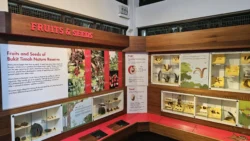 Bukit Timah Nature Reserve Svg+xml,%3Csvg%20xmlns%3D%22http%3A%2F%2Fwww.w3