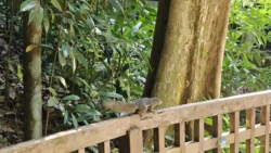 Bukit Timah Nature Reserve Svg+xml,%3Csvg%20xmlns%3D%22http%3A%2F%2Fwww.w3