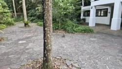 Bukit Timah Nature Reserve Svg+xml,%3Csvg%20xmlns%3D%22http%3A%2F%2Fwww.w3