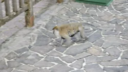 Bukit Timah Nature Reserve Svg+xml,%3Csvg%20xmlns%3D%22http%3A%2F%2Fwww.w3