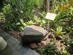 Singapore Botanic Gardens Svg+xml,%3Csvg%20xmlns%3D%22http%3A%2F%2Fwww.w3