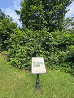 Singapore Botanic Gardens Svg+xml,%3Csvg%20xmlns%3D%22http%3A%2F%2Fwww.w3