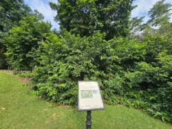 Singapore Botanic Gardens Svg+xml,%3Csvg%20xmlns%3D%22http%3A%2F%2Fwww.w3