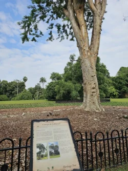 Singapore Botanic Gardens Svg+xml,%3Csvg%20xmlns%3D%22http%3A%2F%2Fwww.w3