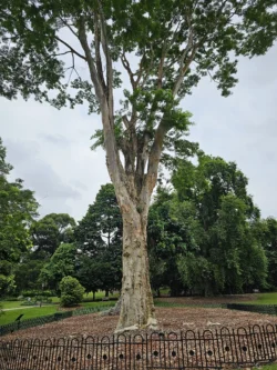 Singapore Botanic Gardens Svg+xml,%3Csvg%20xmlns%3D%22http%3A%2F%2Fwww.w3