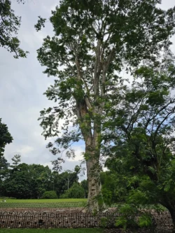 Singapore Botanic Gardens Svg+xml,%3Csvg%20xmlns%3D%22http%3A%2F%2Fwww.w3