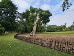 Singapore Botanic Gardens Svg+xml,%3Csvg%20xmlns%3D%22http%3A%2F%2Fwww.w3