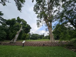 Singapore Botanic Gardens Svg+xml,%3Csvg%20xmlns%3D%22http%3A%2F%2Fwww.w3