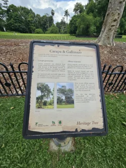 Singapore Botanic Gardens Svg+xml,%3Csvg%20xmlns%3D%22http%3A%2F%2Fwww.w3