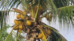 Changi Beach Park Svg+xml,%3Csvg%20xmlns%3D%22http%3A%2F%2Fwww.w3