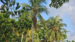 Changi Beach Park Svg+xml,%3Csvg%20xmlns%3D%22http%3A%2F%2Fwww.w3