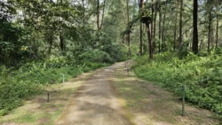 Coney Island Svg+xml,%3Csvg%20xmlns%3D%22http%3A%2F%2Fwww.w3