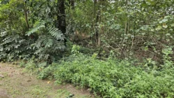 Coney Island Svg+xml,%3Csvg%20xmlns%3D%22http%3A%2F%2Fwww.w3