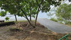 Coney Island Svg+xml,%3Csvg%20xmlns%3D%22http%3A%2F%2Fwww.w3