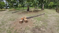 Coney Island Svg+xml,%3Csvg%20xmlns%3D%22http%3A%2F%2Fwww.w3