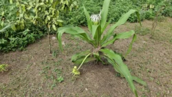 Coney Island Svg+xml,%3Csvg%20xmlns%3D%22http%3A%2F%2Fwww.w3