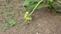 Coney Island Svg+xml,%3Csvg%20xmlns%3D%22http%3A%2F%2Fwww.w3