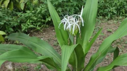 Coney Island Svg+xml,%3Csvg%20xmlns%3D%22http%3A%2F%2Fwww.w3