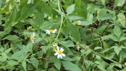 Coney Island Svg+xml,%3Csvg%20xmlns%3D%22http%3A%2F%2Fwww.w3