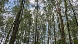 Coney Island Svg+xml,%3Csvg%20xmlns%3D%22http%3A%2F%2Fwww.w3