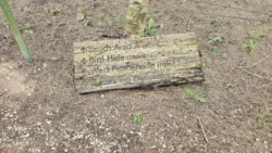 Coney Island Svg+xml,%3Csvg%20xmlns%3D%22http%3A%2F%2Fwww.w3