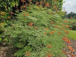 Singapore Botanic Gardens Svg+xml,%3Csvg%20xmlns%3D%22http%3A%2F%2Fwww.w3